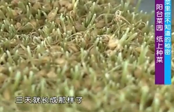 最新纸上适合家庭种菜的方法,纸上种菜方法