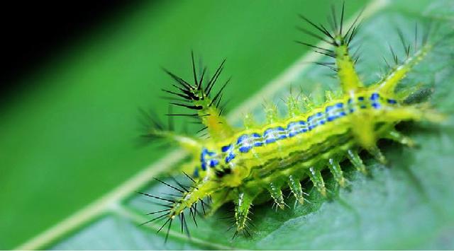 洋辣子蛰完了什么样,农村常见的洋辣子被蛰到怎么办