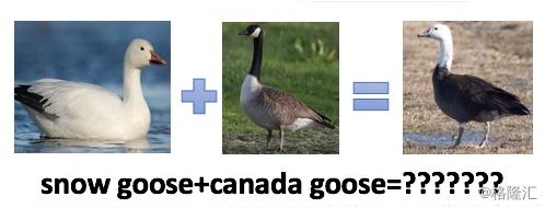 北京的冬天用穿加拿大鹅吗,加拿大鹅圣诞节