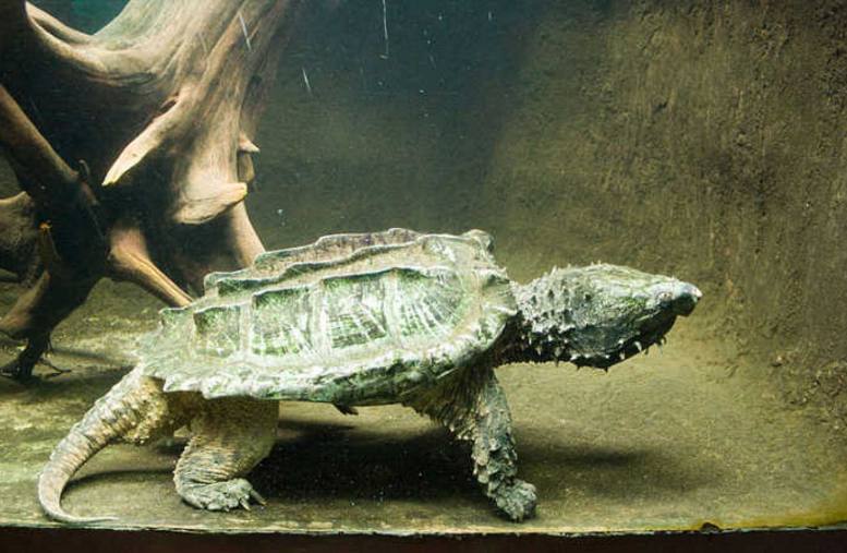 上班族养什么小宠物又便宜又好养,上班族养什么宠物又便宜又好养