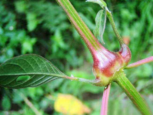 想起以前是错过了多少（中药）牛膝啊？