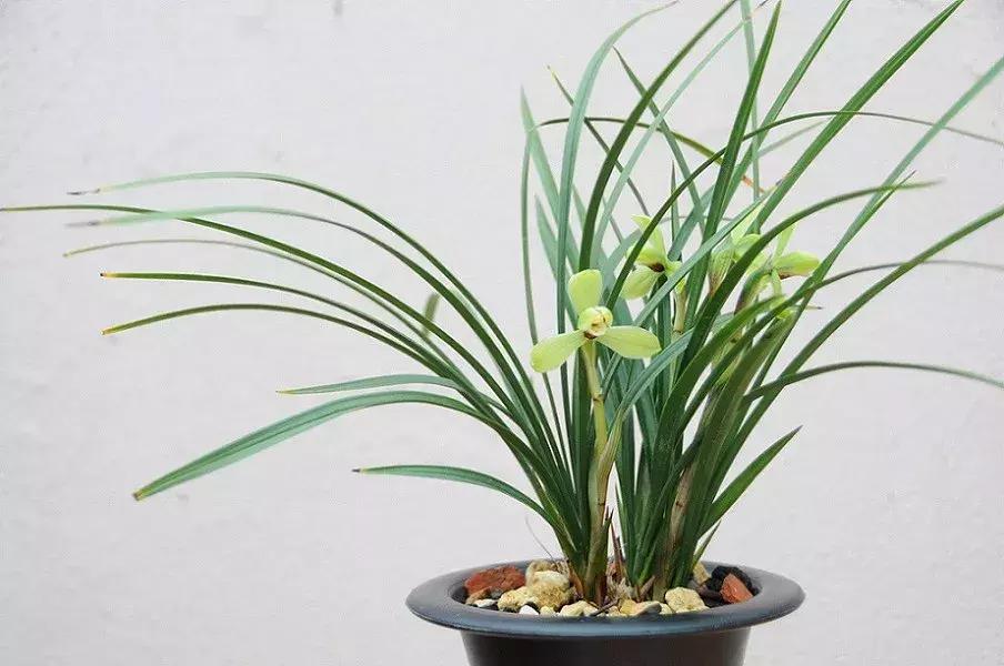 春兰四大天王品种,春兰四大天王的香气