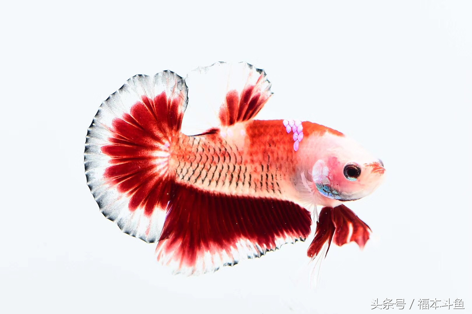 泰国斗鱼活动范围,泰国斗鱼服装视频