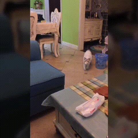 选猫需要问哪些问题,选猫英短重点