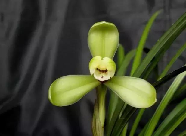 春兰四大天王品种,春兰四大天王的香气