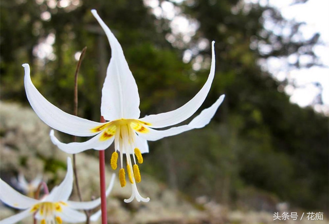 比蝴蝶兰好看好养的花,比蝴蝶兰好养的花
