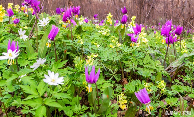 比蝴蝶兰好养活的花,跟蝴蝶兰一样能长期开的花有哪些
