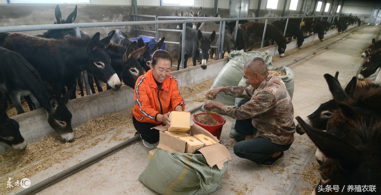农户养驴可以做什么,养驴的十大风险项目有哪些
