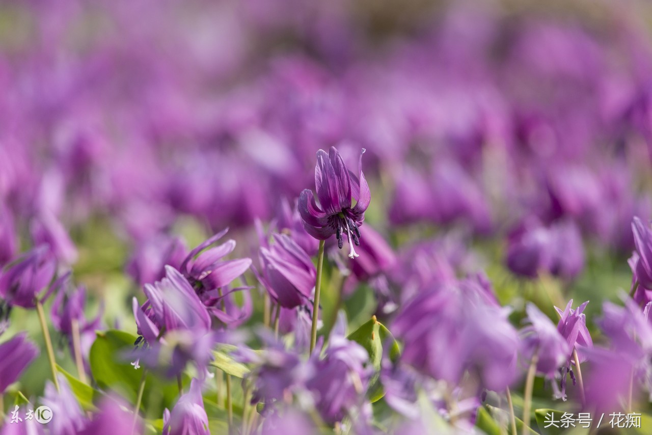 比蝴蝶兰好看好养的花,比蝴蝶兰好养的花