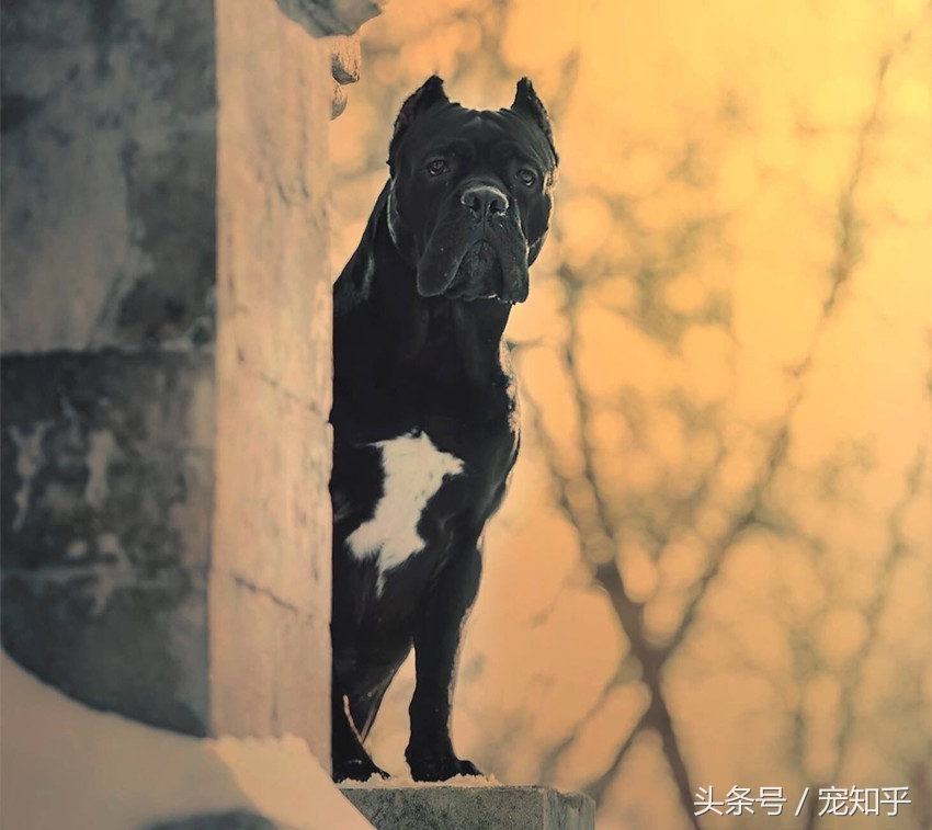 卡斯罗意大利顶级护卫犬大型猛犬,大型护卫犬三剑客之一的卡斯罗犬