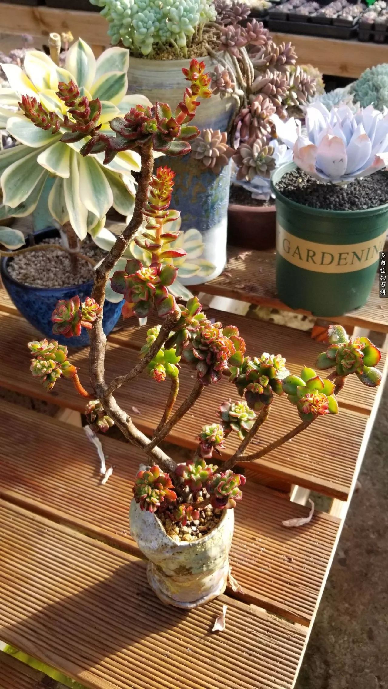 什么元素可以促进多肉生长,多肉修根喷除菌药