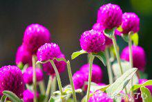 千日红茶做法大全,千日红几月份播种