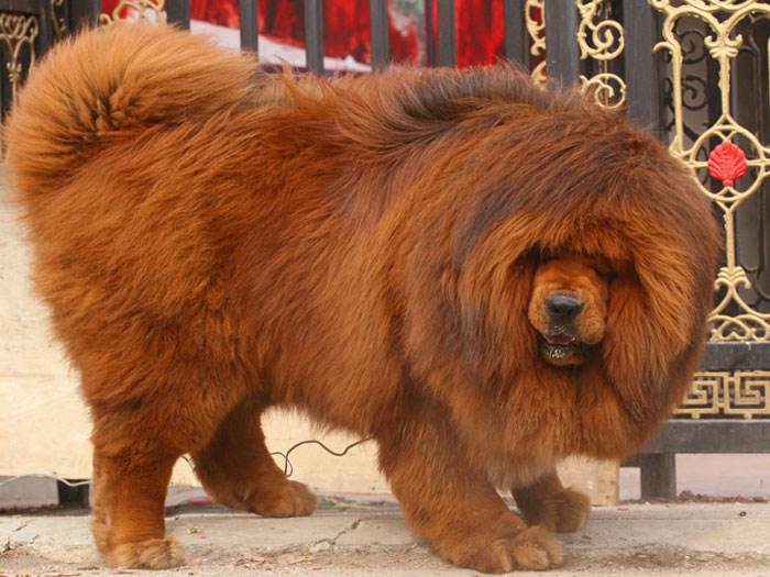 为什么藏獒很温和,为什么藏獒那么贵