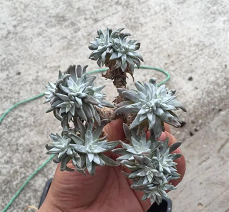 没忍住网购多肉老桩，这样做顺利生根服盆