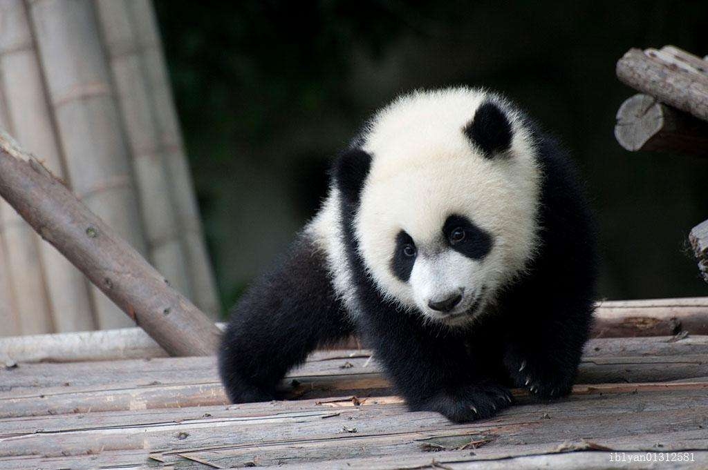 熊猫为什么生活了数万年,熊猫为什么可以存活至今