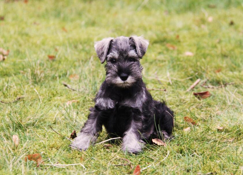 犬种百科之雪纳瑞,犬种解说雪纳瑞
