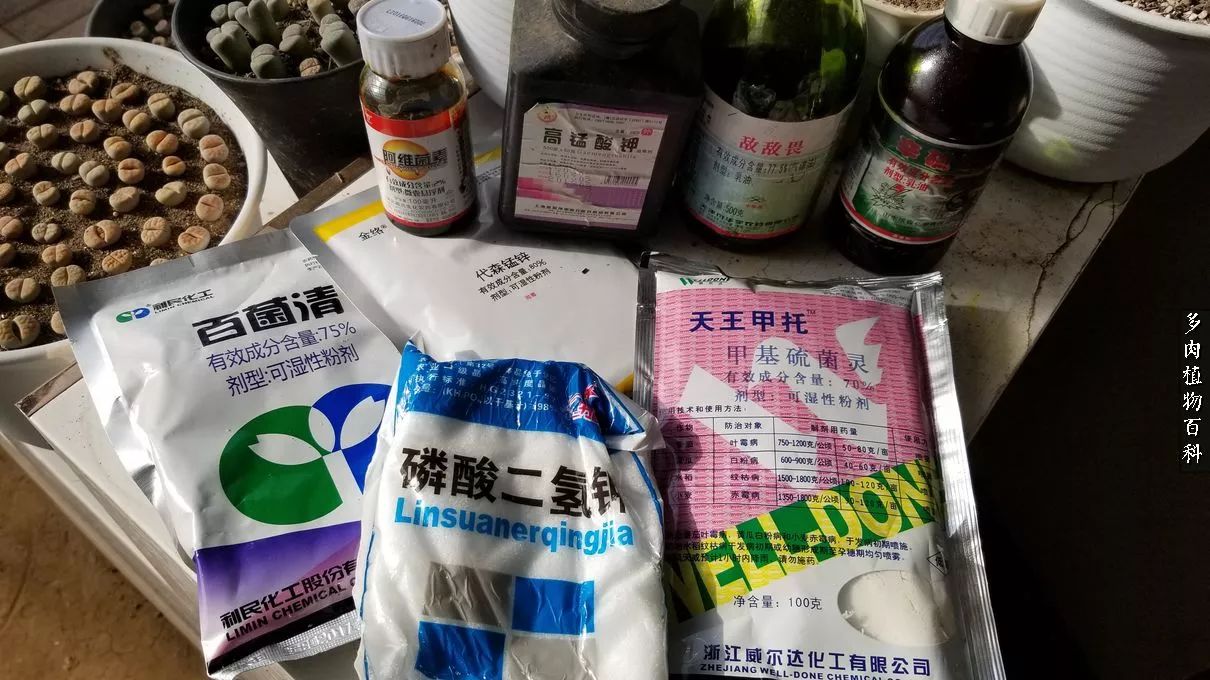 什么元素可以促进多肉生长,多肉修根喷除菌药