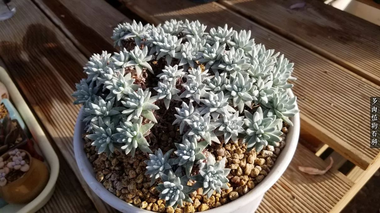 多肉如何养才不损耗杆子的养分,多肉养护修根视频