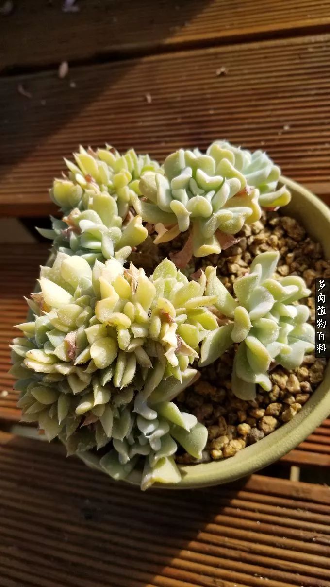 多肉如何养才不损耗杆子的养分,多肉养护修根视频