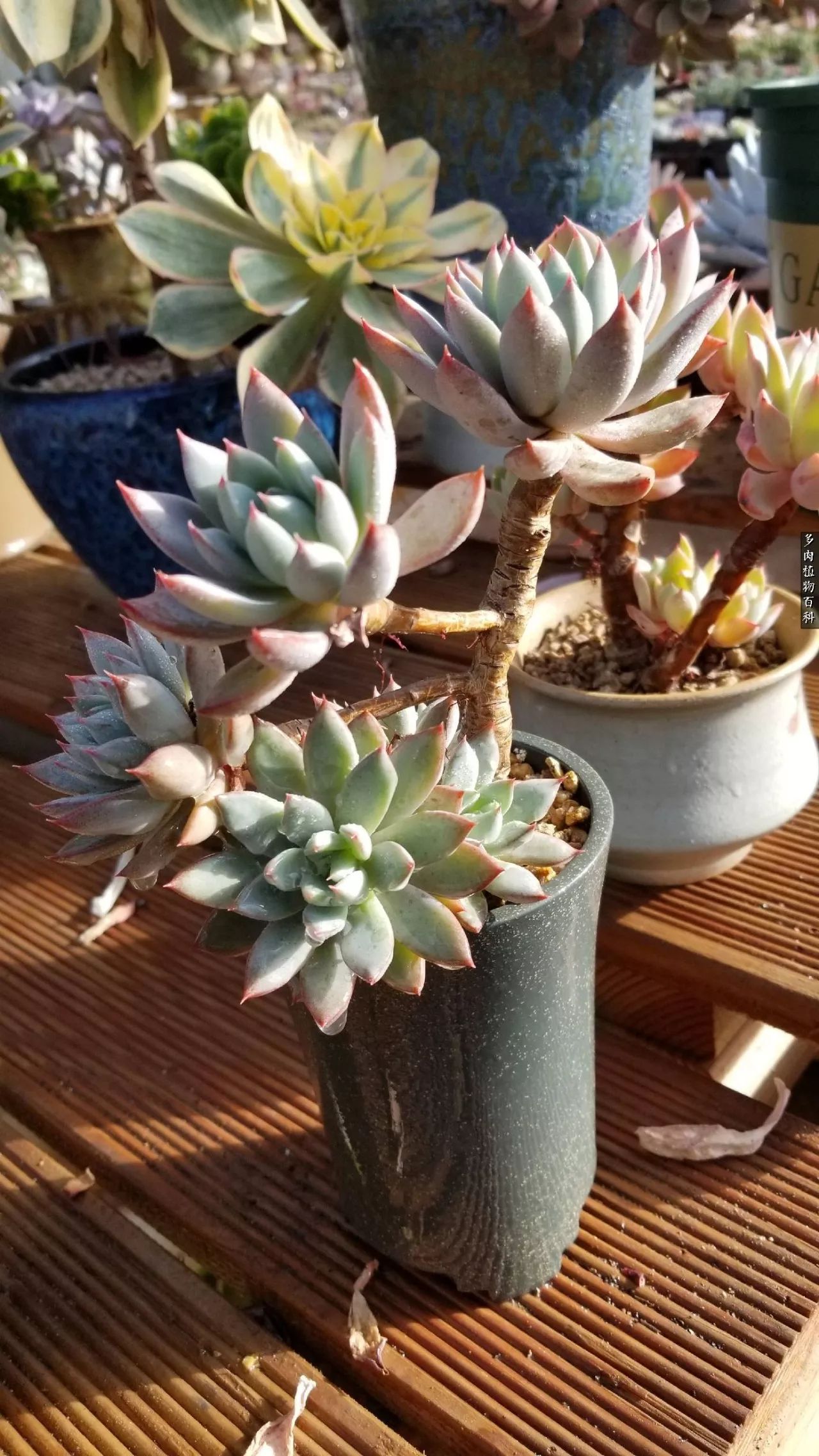 什么元素可以促进多肉生长,多肉修根喷除菌药