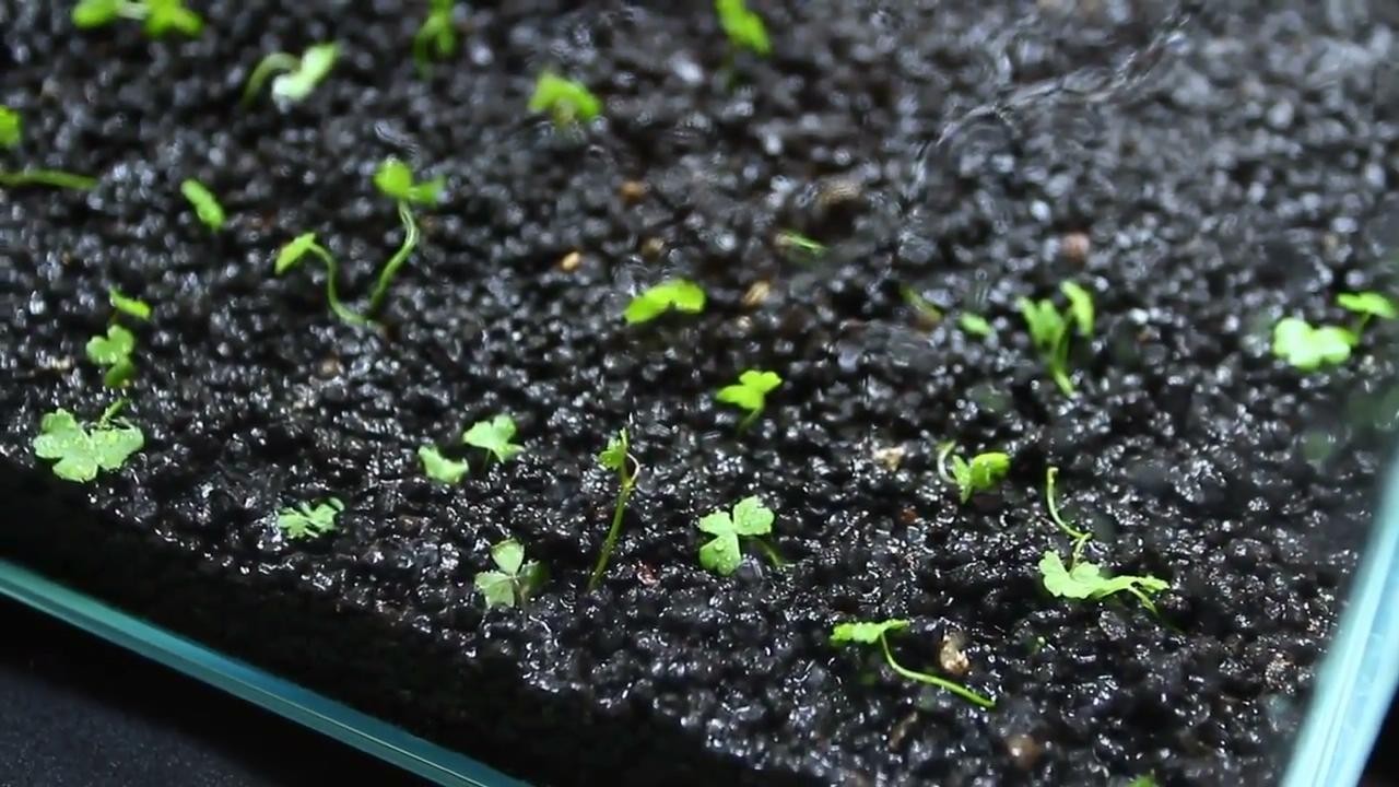 最简单的成品草缸,草缸的制作过程