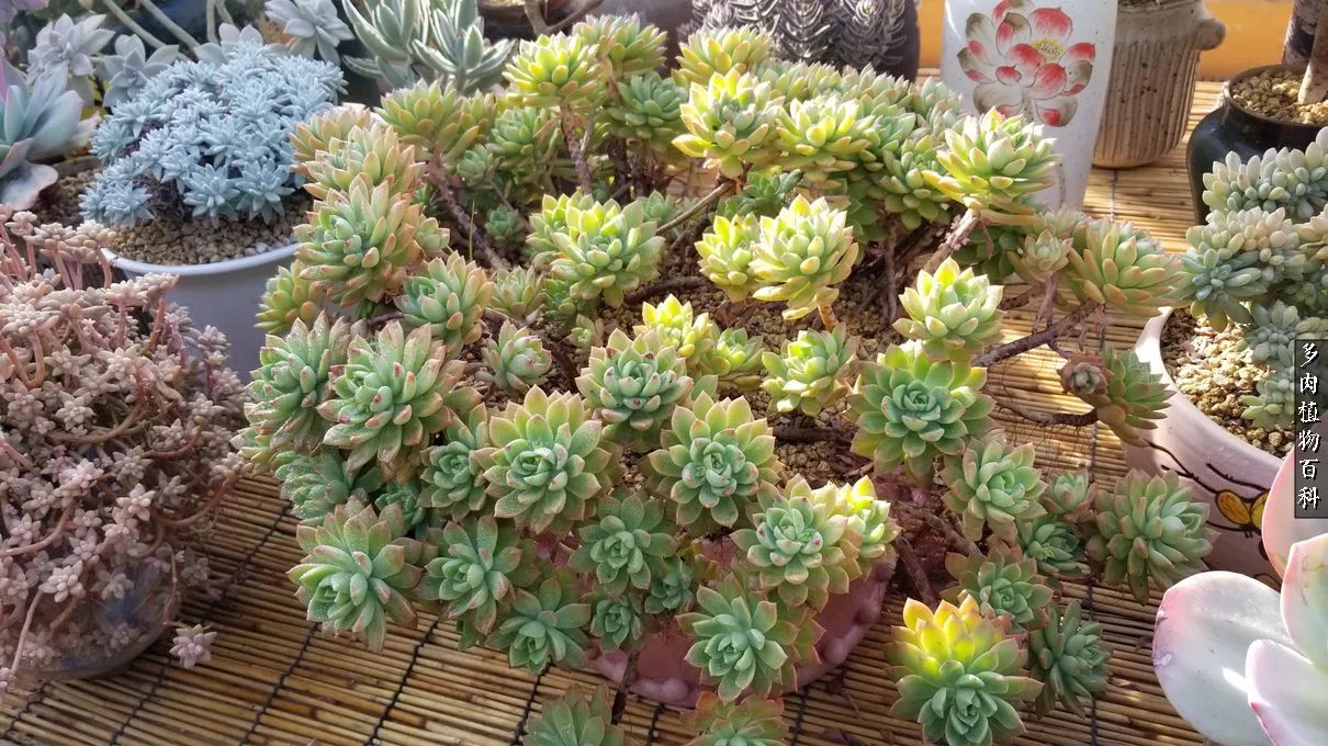 多肉如何养才不损耗杆子的养分,多肉养护修根视频