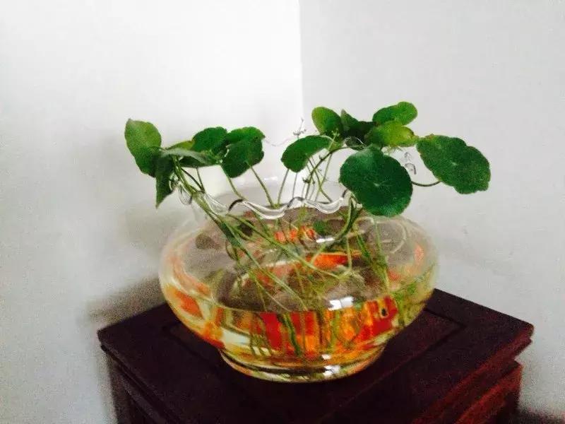 怎么养好小鱼儿 (怎样养好小鱼儿)