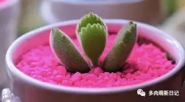 像熊爪子一样的多肉,多肉观察日记100字以上