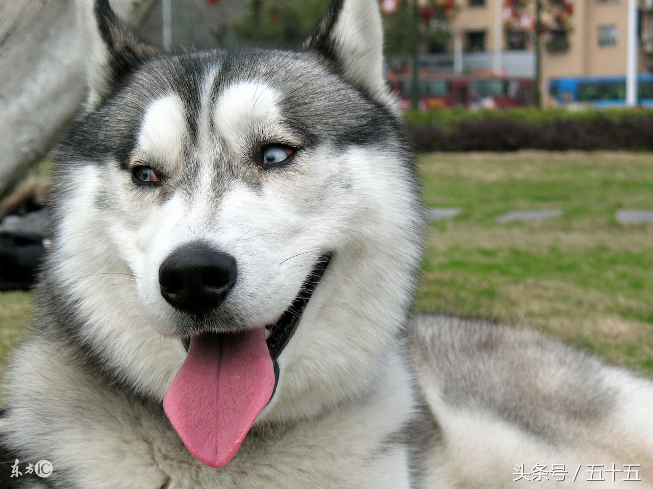 西伯利亚雪橇犬跟哈士奇的区别,哈士奇雪橇犬百科介绍大全