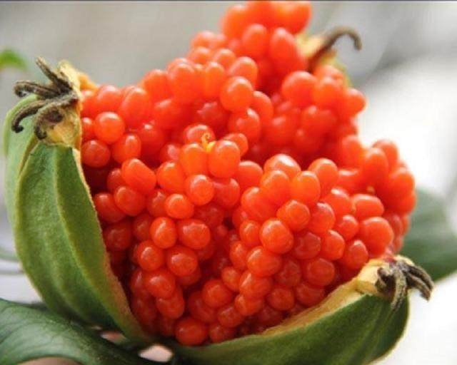 传说中的民间神草,传说中的神植物