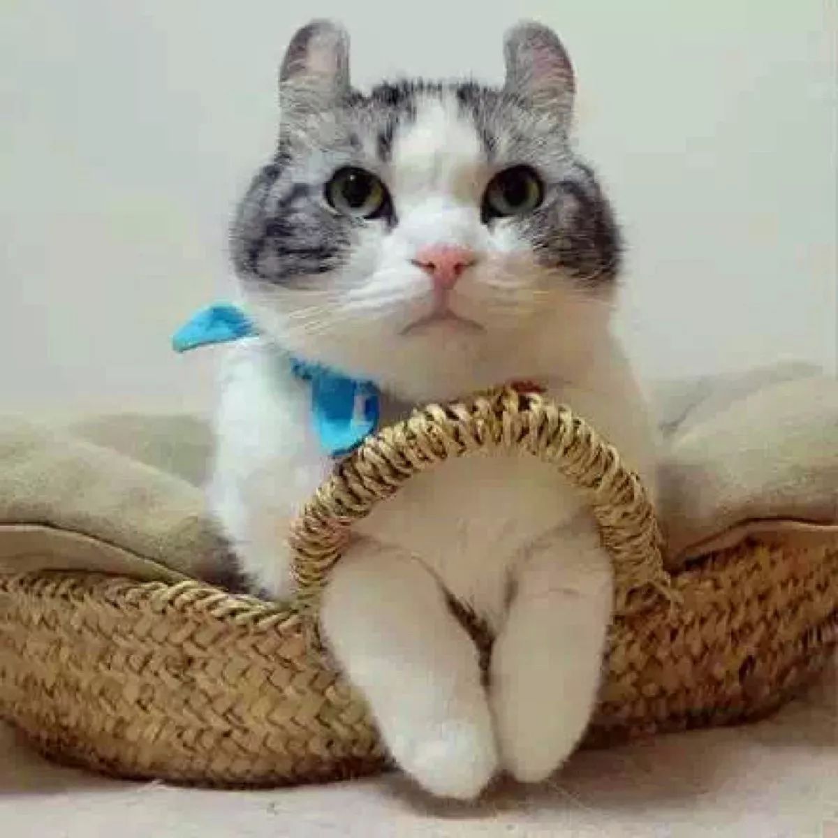 看到就想摸耳朵的超萌“翘耳猫”，难道是猫咪跟龙猫的私生子