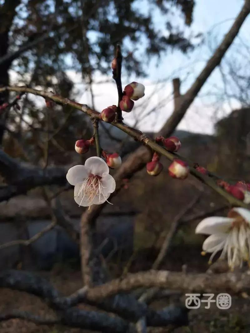 2024年梁化梅园看梅花时间,梁化梅花今年开了吗