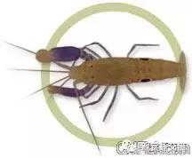 常见海水观赏虾大全,海水观赏虾饲养环境