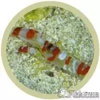 常见海水观赏虾大全,海水观赏虾饲养环境