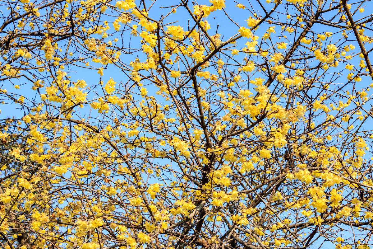 成都腊梅在哪里看,成都赏腊梅有哪些好地方