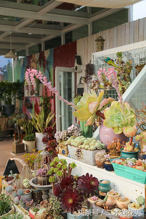 阳光房建设,怎样建造阳光房