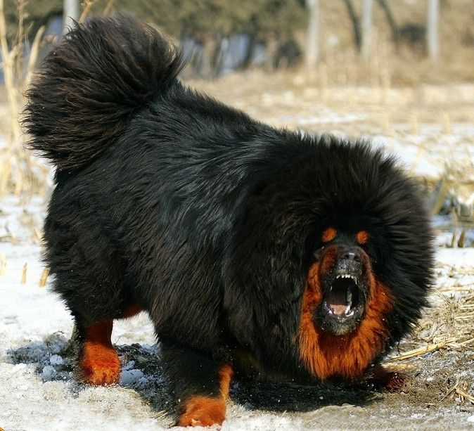 十大最名贵的犬种,世界上十大最名贵的犬种附图