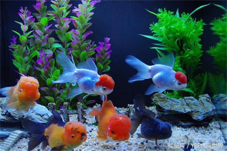 把金鱼的家变得全透明,它可能会永远离开我们