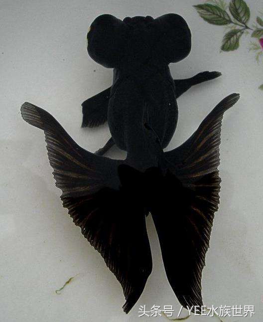 把金鱼的家变得全透明,它可能会永远离开我们