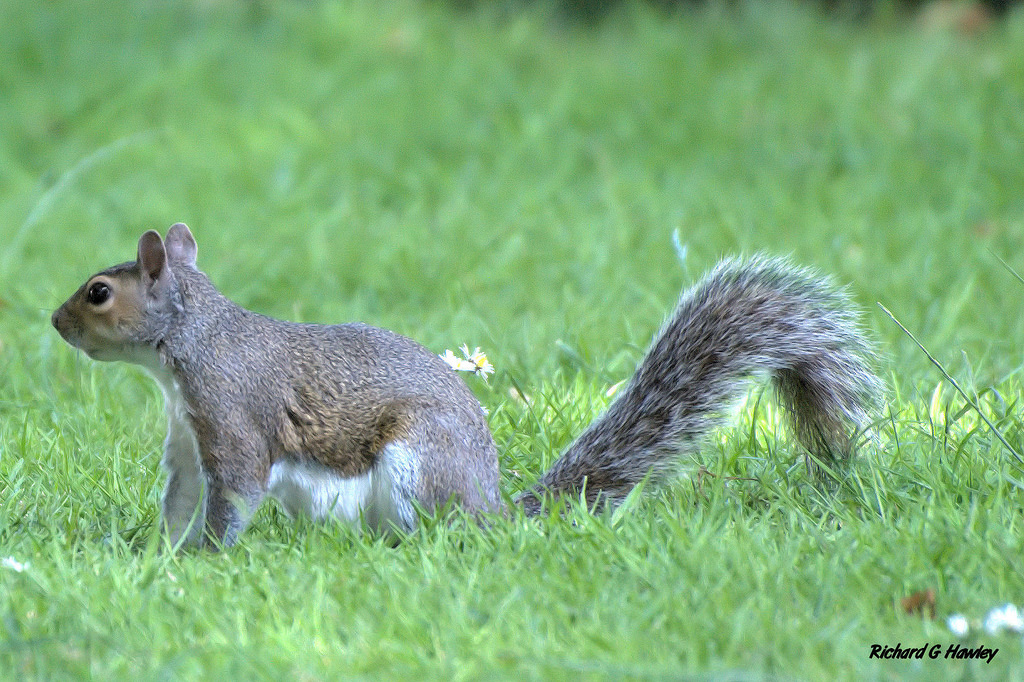 家养松鼠会咬家具吗,家里养的松鼠总爱睡觉怎么回事