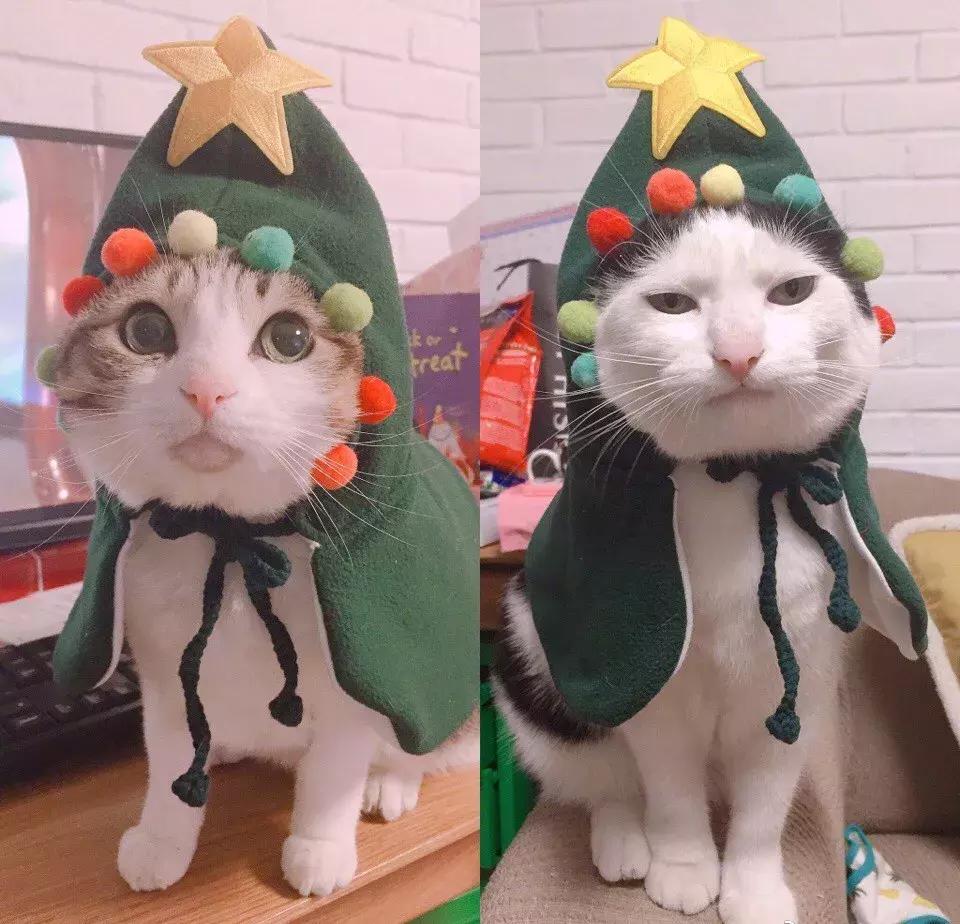 你今天养猫了吗,吸猫是怎么回事