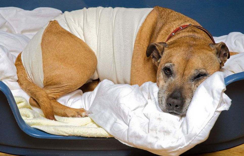 宠物抗菌喷剂的作用,宠物广谱的抗菌喷剂