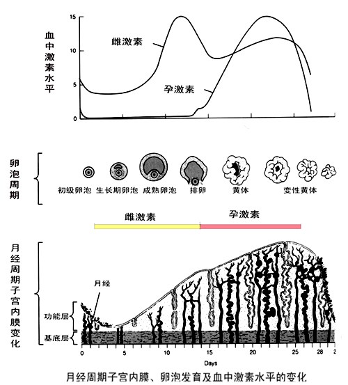 姨妈期会情绪失控吗,大姨妈经前综合征