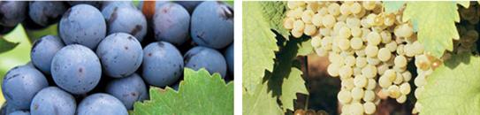 长城桑干酒庄2006年赤霞珠价格,长城桑干酒庄酒价格