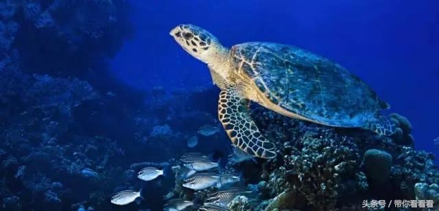 马尔代夫定制旅游,旅游胜地马尔代夫亲子照