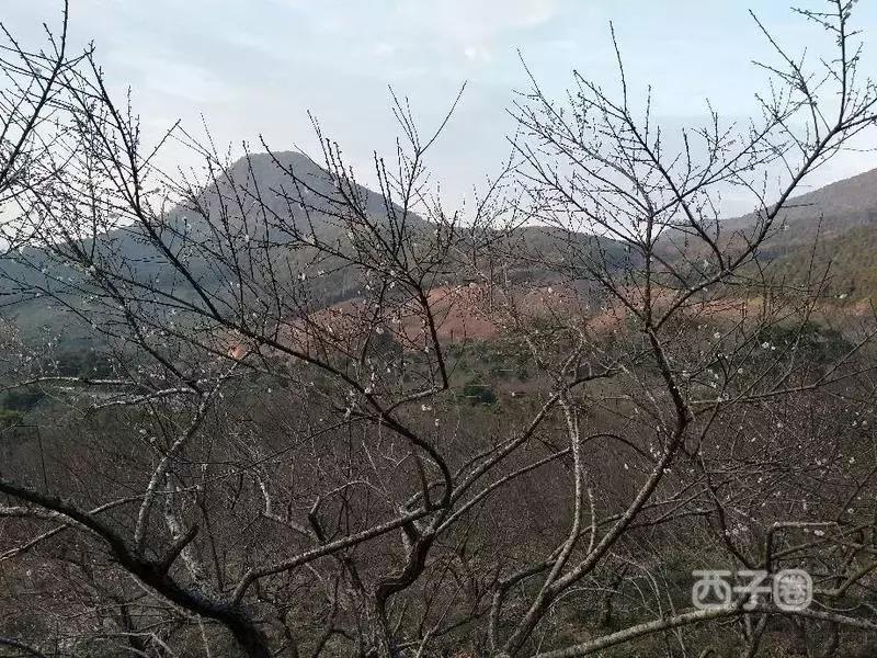 2024年梁化梅园看梅花时间,梁化梅花今年开了吗