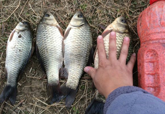 中药泡钓鱼药酒配方大全,泡制钓鱼中药酒用什么酒