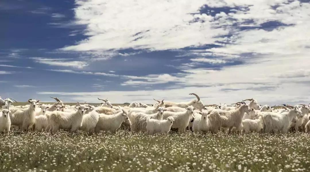 鄂尔多斯羊绒高端品牌叫什么,鄂尔多斯羊绒一般多少钱