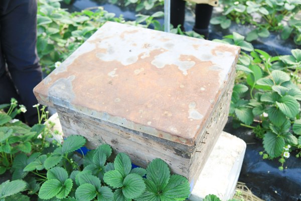 只有一亩地的农场,草莓种植基地采摘园