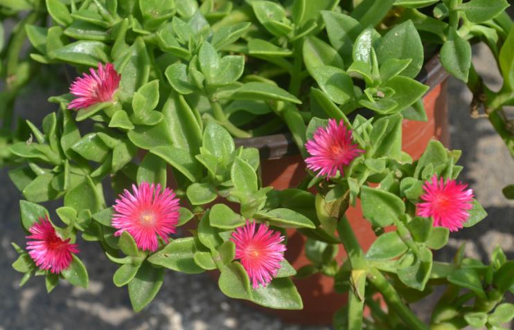 牡丹吊兰烂根的解决方法,牡丹吊兰烂根是什么原因